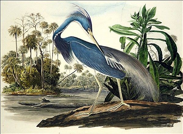 John James Audubon Louisiana Heron